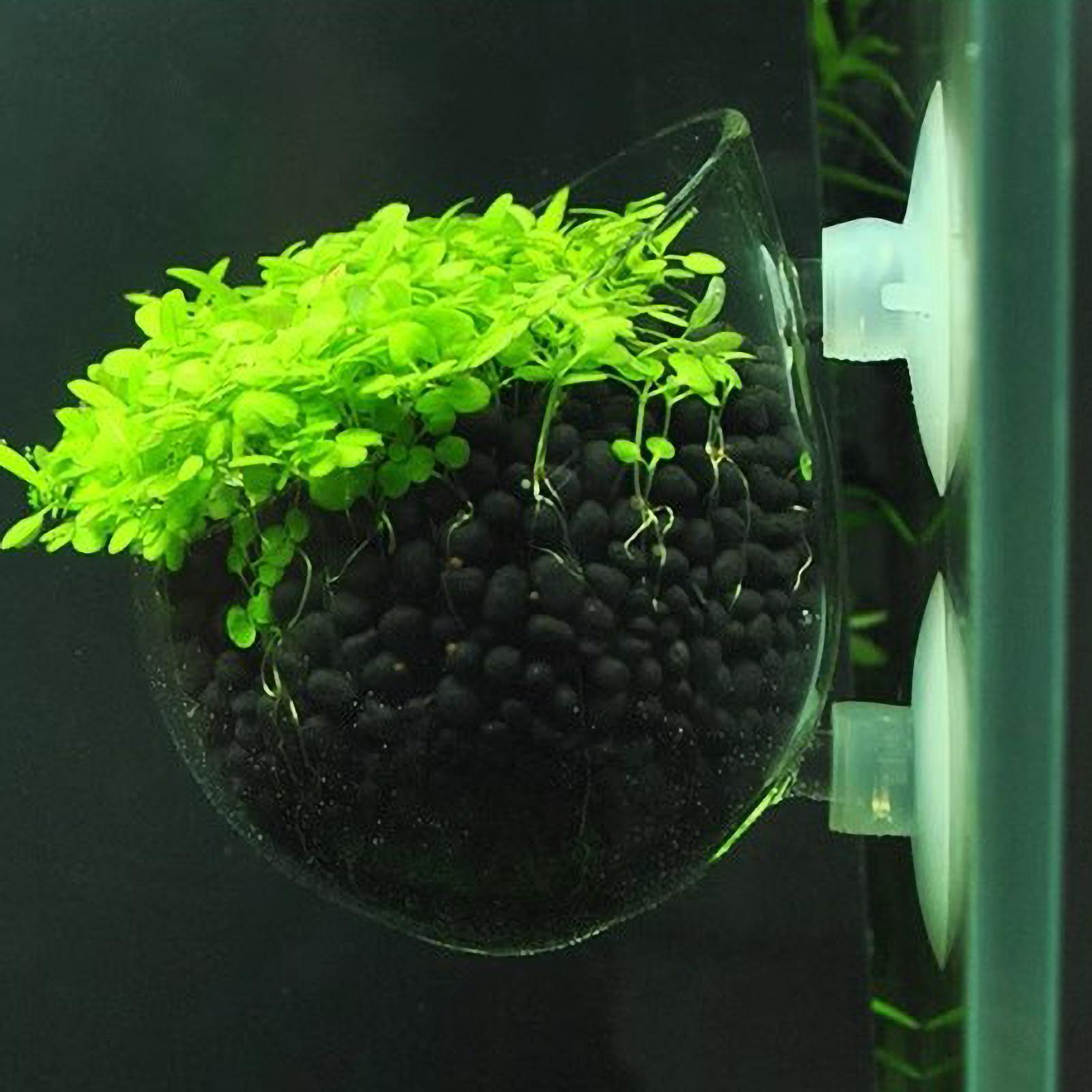 Aquarium Plant Gel - حامل نباتات الزينة الزجاجي مع أكواب