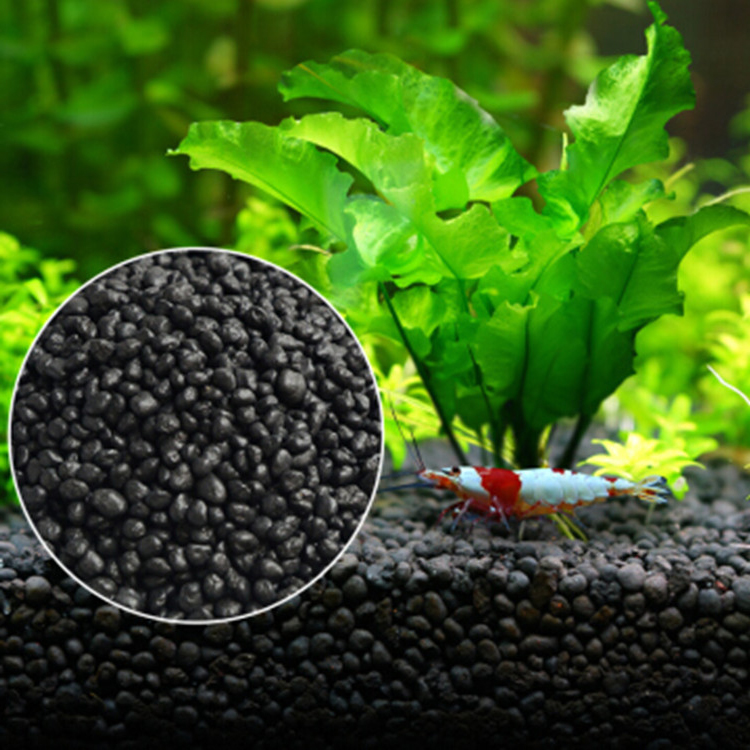 Aquarium Plant Diseases - نباتات أحواض السمك ، التربة ،
