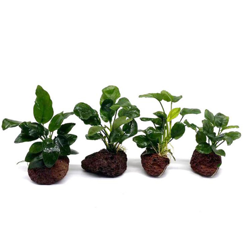 حوض السمك البركاني الديكور خزا - مراجعة Aquarium Plant Rings وسعره