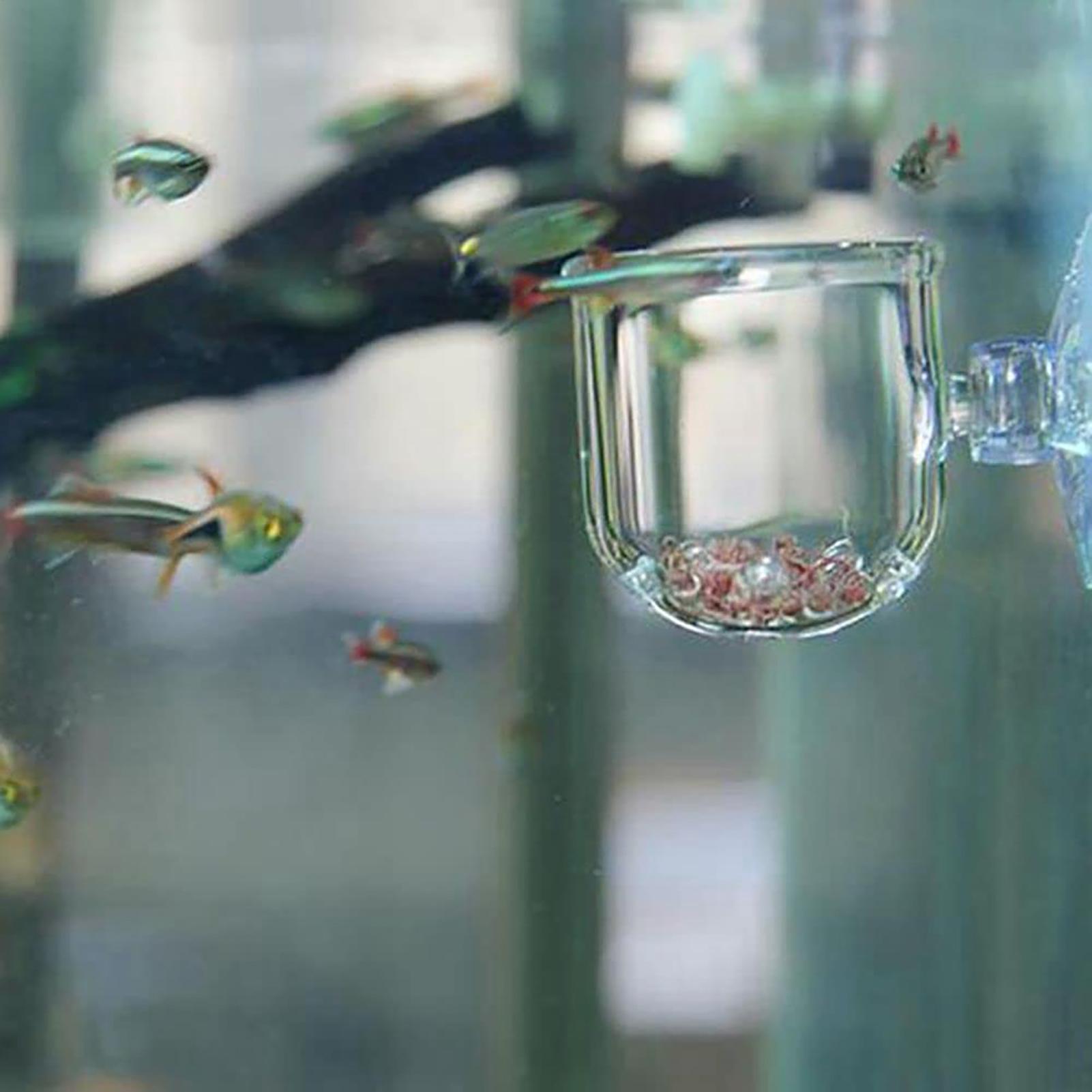 حوض السمك وعاء النبات كوب اسطو - مراجعة Aquarium Planted Seeds وسعره