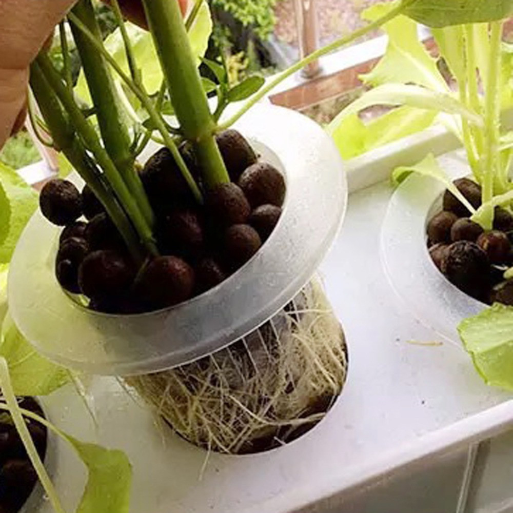 10/50 قطعة، صواني زراعة البذور - مراجعة Aquarium Planted Seeds وسعره