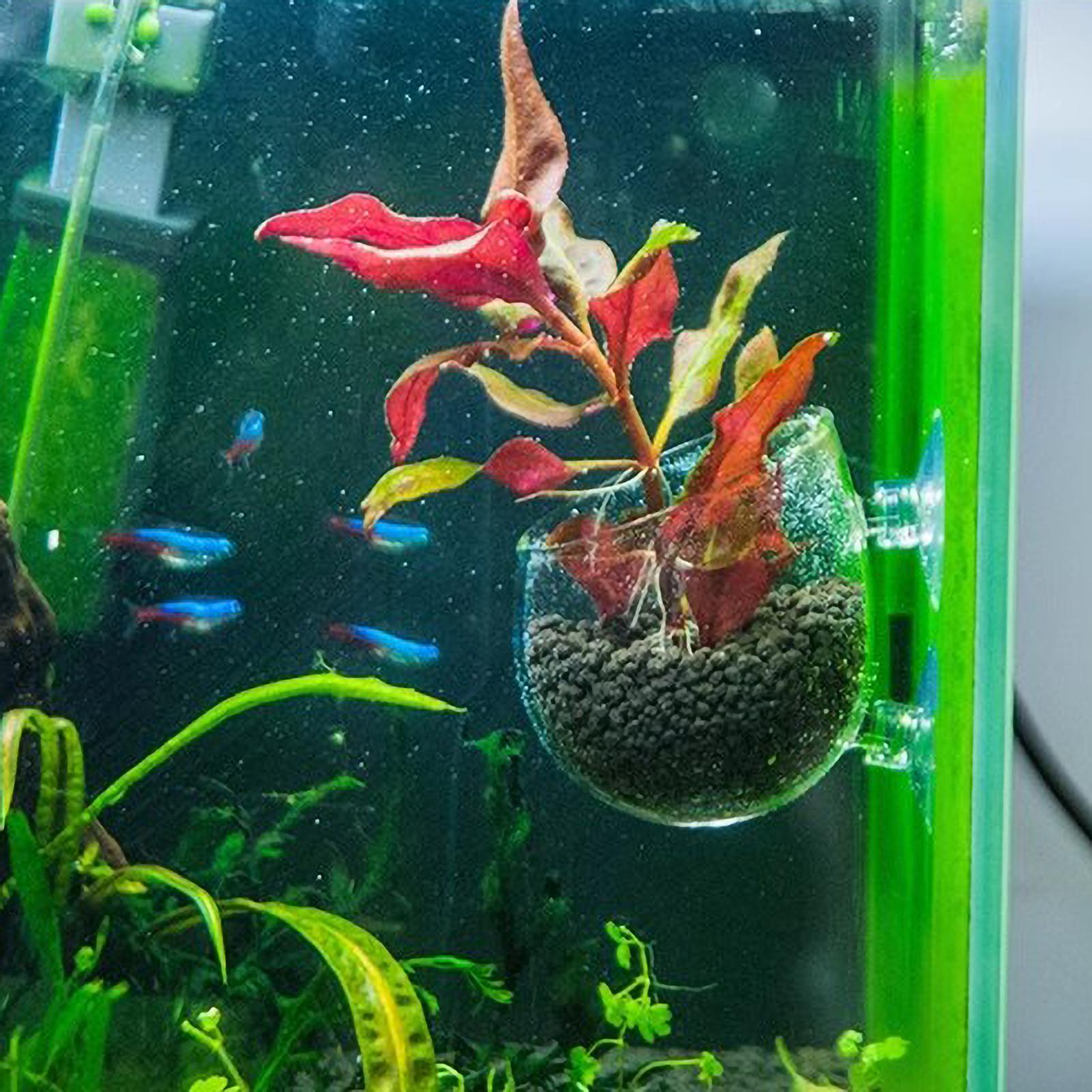 حامل نباتات الزينة الزجاجي مع  - مراجعة Aquarium Plant Gel وسعره