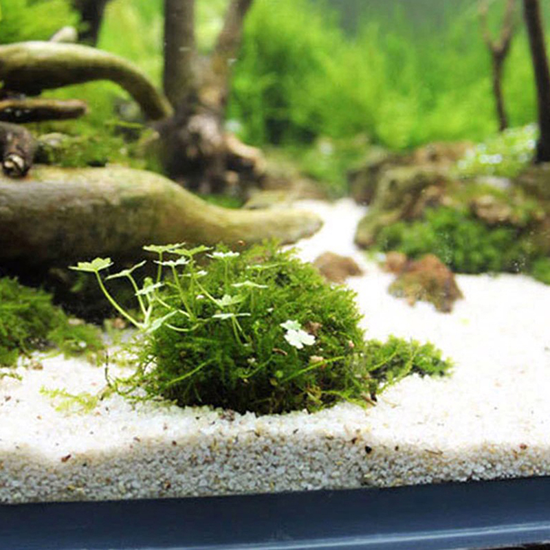 1 قطعة مستلزمات الحيوانات الأل - مراجعة Planted Aquarium Models وسعره
