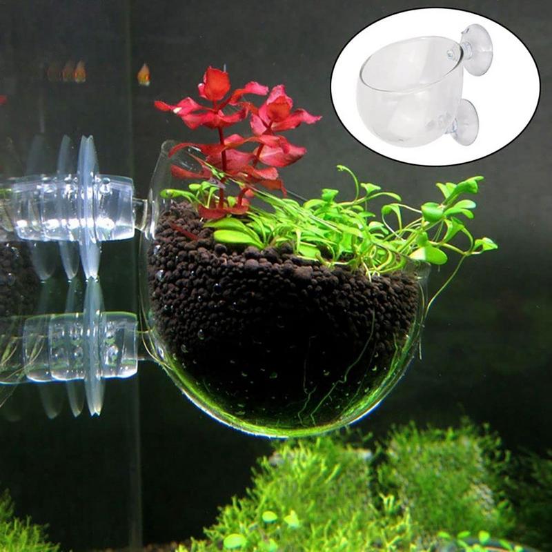 الاكريليك النباتات المائية كوب - مراجعة Aquarium Planted Seeds وسعره