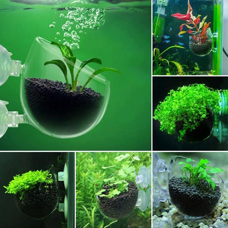 الاكريليك النباتات المائية كوب - مراجعة Aquarium Planted Seeds وسعره