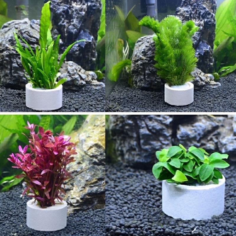 37ME 10 قطعة حوض السمك النبات  - مراجعة Aquarium Plant Rings وسعره