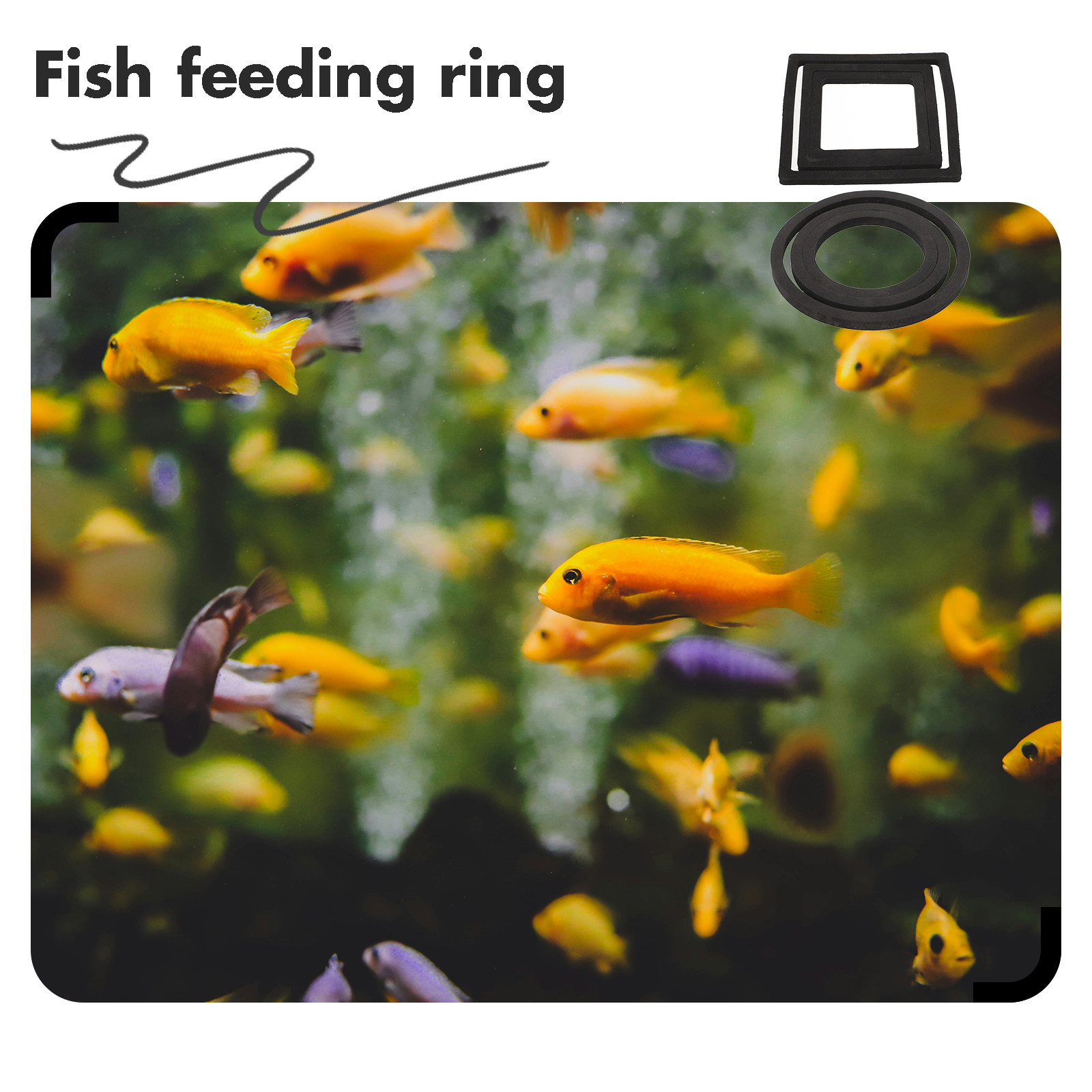 6 قطع من حلقات تغذية الأسماك،  - مراجعة Aquarium Plant Rings وسعره