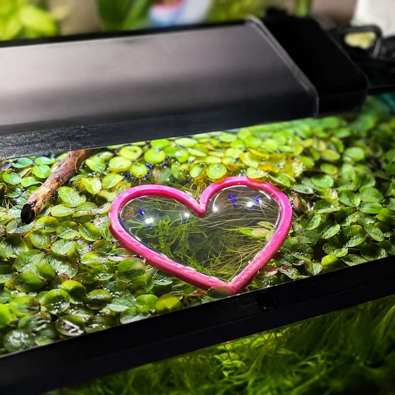 حلقة تغذية الأسماك العائمة على - مراجعة Aquarium Plant Rings وسعره