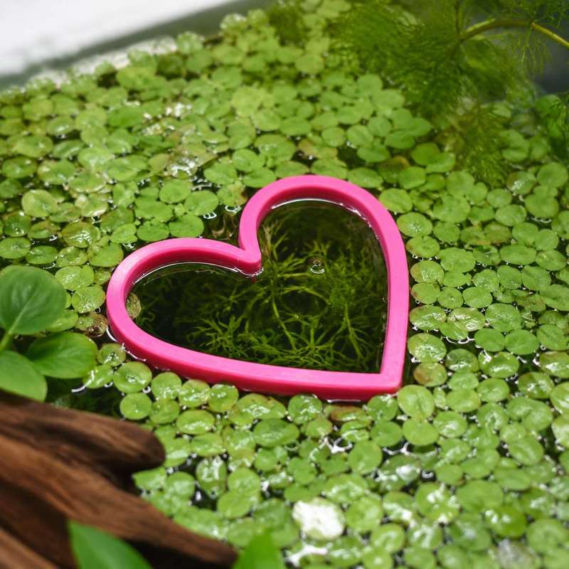 حلقة تغذية الأسماك العائمة على - مراجعة Aquarium Plant Rings وسعره