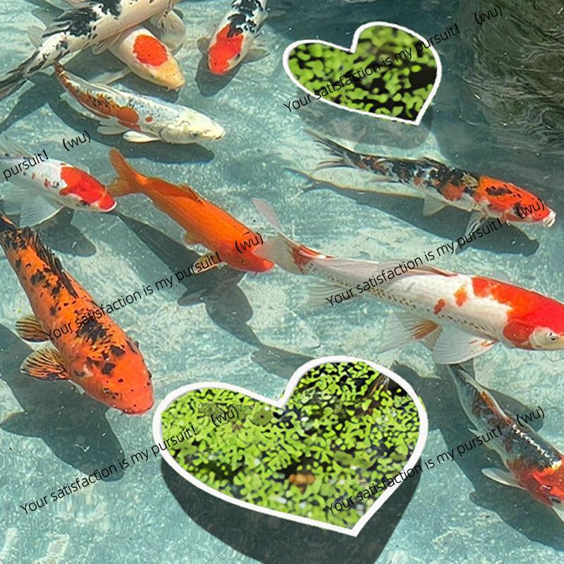 حوض السمك العائمة حلقات النبات - مراجعة Aquarium Plant Rings وسعره