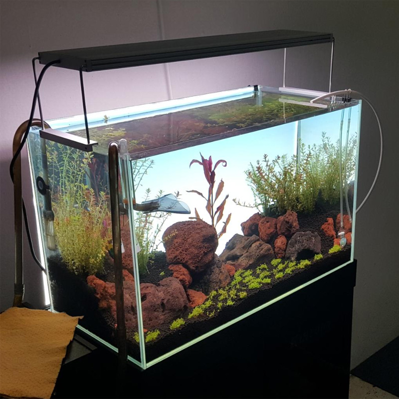 ضوء LED أبيض الأكثر مبيعًا لأح - مراجعة Planted Aquarium Best Fish وسعره