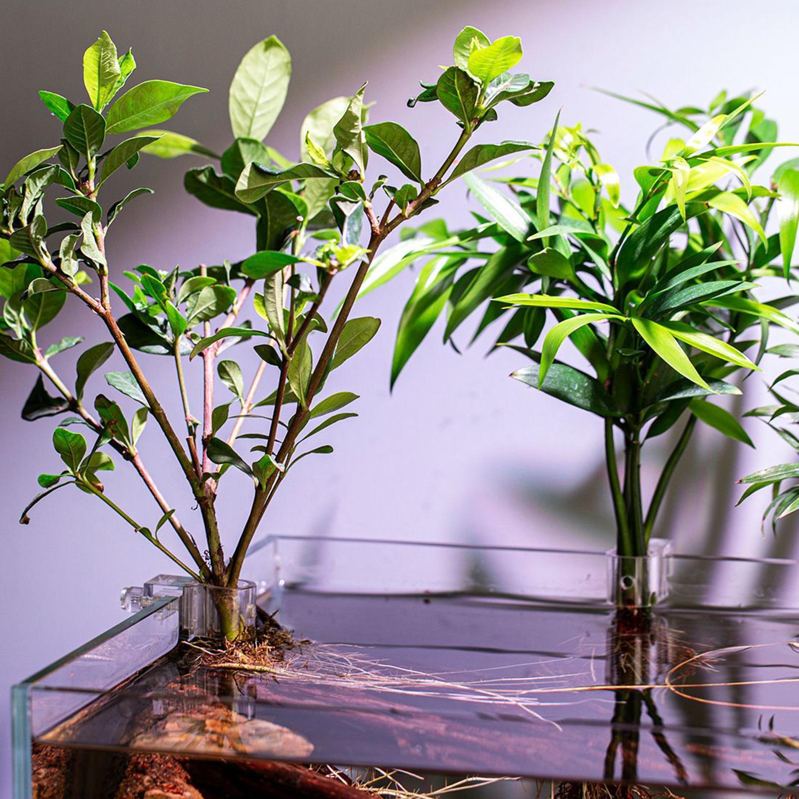 6 قطع حاملات نباتات للأحواض ال - مراجعة Aquarium Plant Diseases وسعره