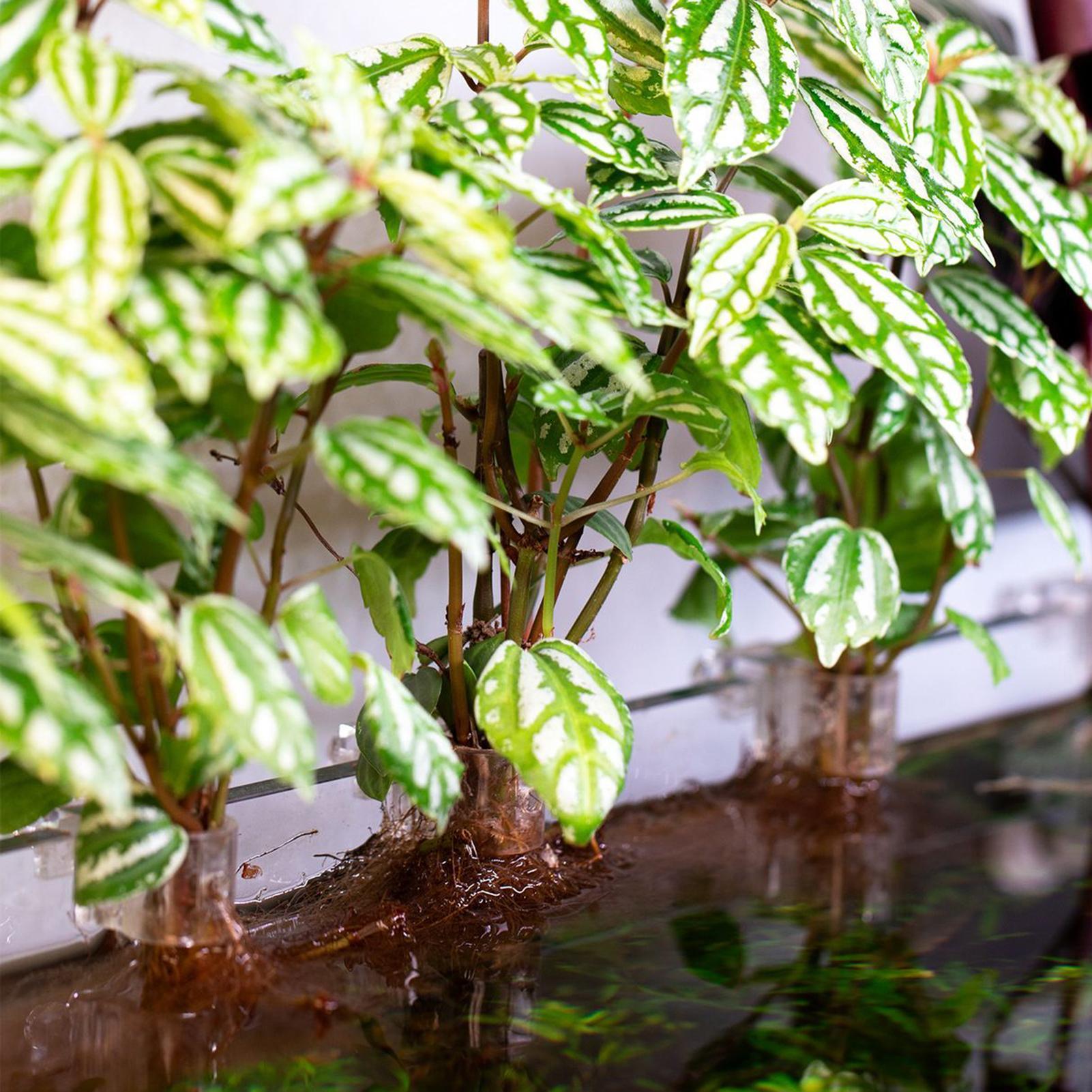 6 قطع حاملات نباتات للأحواض ال - مراجعة Aquarium Plant Diseases وسعره