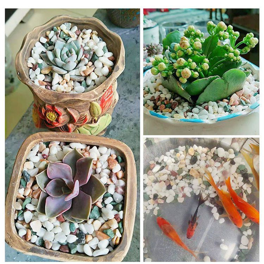 100 جرام من الحصى الكريستالي ا - مراجعة Aquarium Planted Sand وسعره