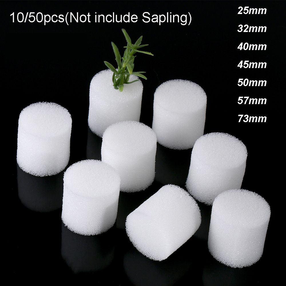 10/50 قطعة لوازم حديقة دائمة ح - مراجعة Aquarium Planted Seeds وسعره
